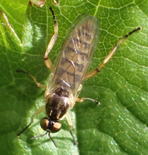 Chorisops tunisiae